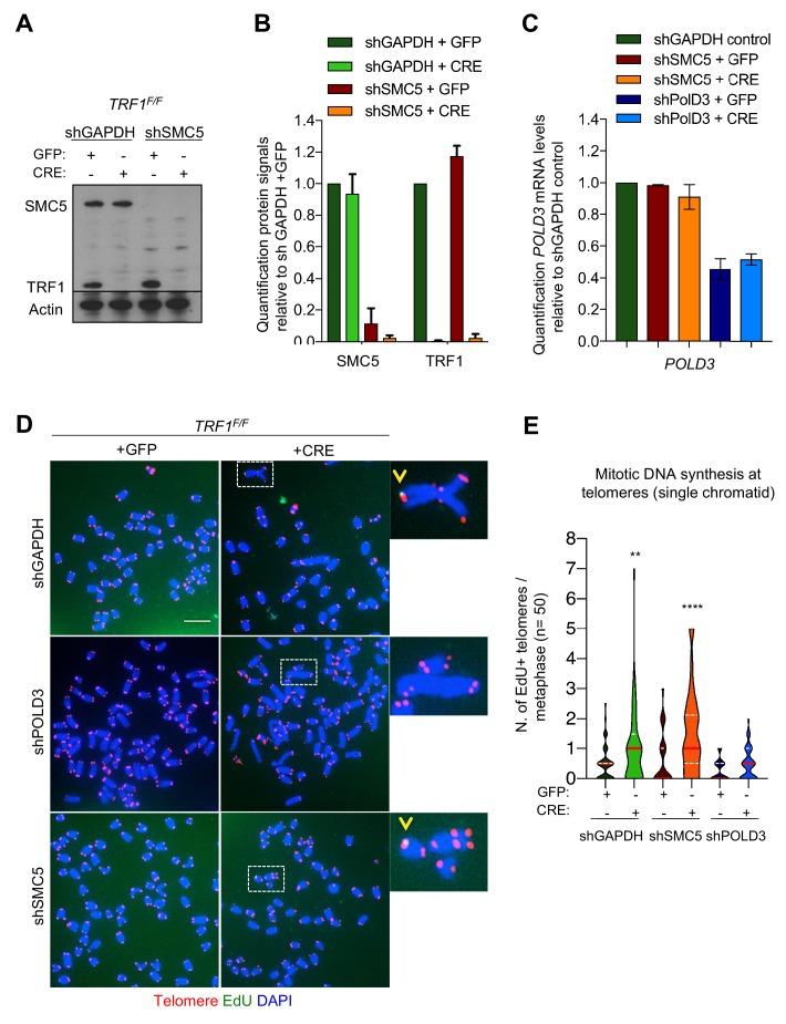 https://cdn.ncbi.nlm.nih.gov/pmc/blobs/532d/6986873/e5d2ce466894/elife-49817-fig6.jpg