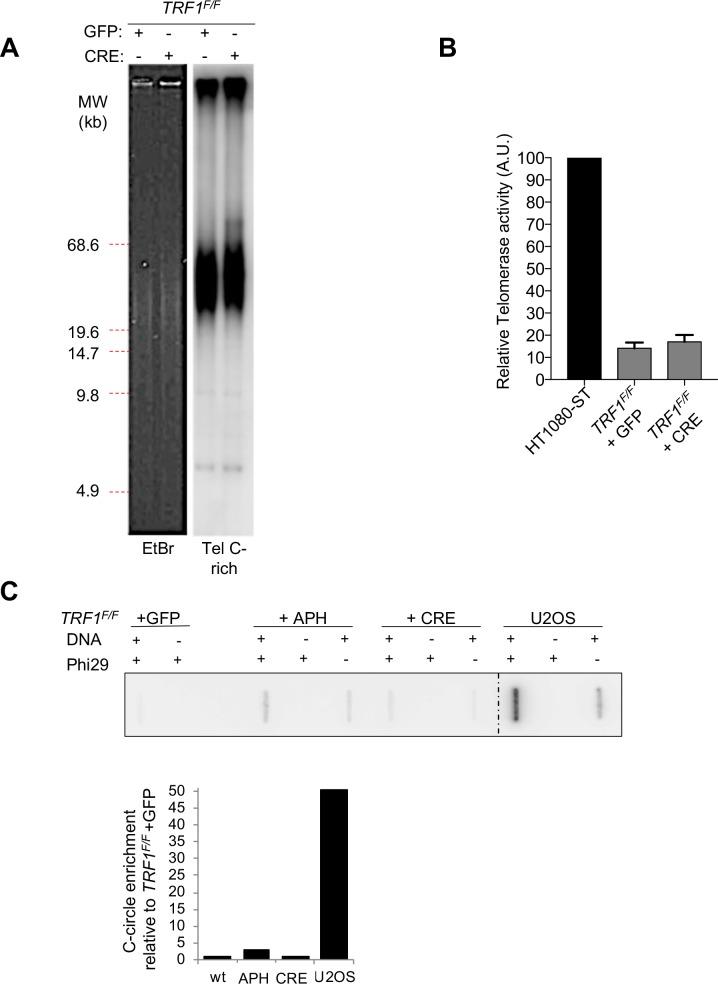 https://cdn.ncbi.nlm.nih.gov/pmc/blobs/532d/6986873/e754e91d758d/elife-49817-fig3-figsupp2.jpg