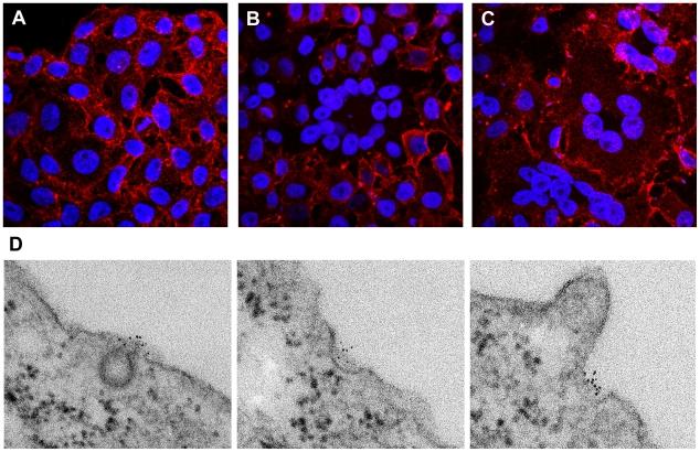 https://cdn.ncbi.nlm.nih.gov/pmc/blobs/5331/2832767/147b02d57c64/ppat.1000701.g001.jpg