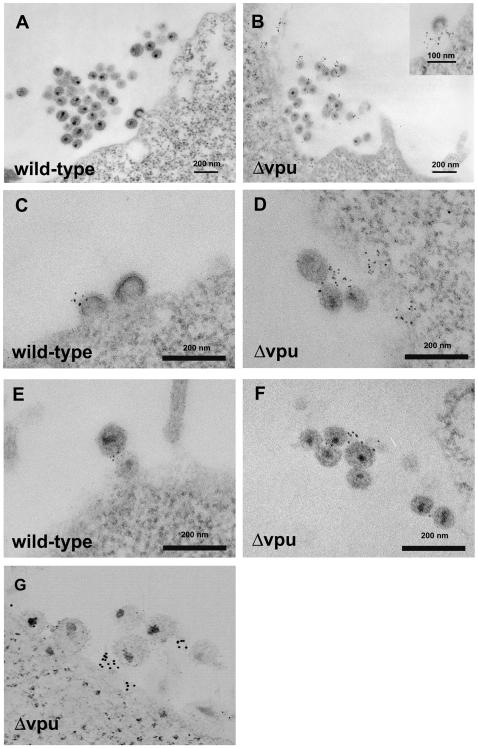 https://cdn.ncbi.nlm.nih.gov/pmc/blobs/5331/2832767/998f9c3f82ae/ppat.1000701.g002.jpg