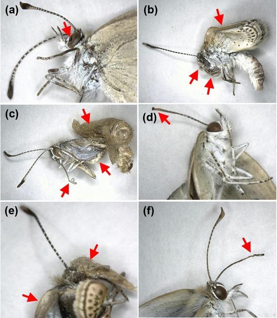 https://cdn.ncbi.nlm.nih.gov/pmc/blobs/5334/4171559/c8c47d4ceec4/12862_2014_193_Fig9_HTML.jpg