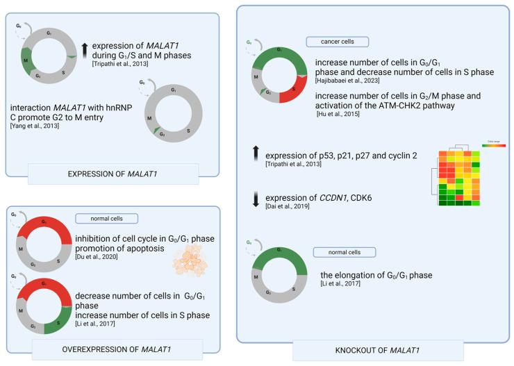 https://cdn.ncbi.nlm.nih.gov/pmc/blobs/533b/11049917/e8feee232949/genes-15-00479-g001.jpg
