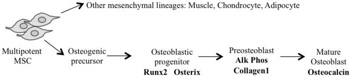 https://cdn.ncbi.nlm.nih.gov/pmc/blobs/533c/4102850/65b14e01cec5/fonc-04-00189-g001.jpg