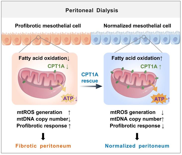 https://cdn.ncbi.nlm.nih.gov/pmc/blobs/5340/10465225/33ae3d166271/thnov13p4482g008.jpg
