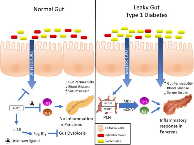 https://cdn.ncbi.nlm.nih.gov/pmc/blobs/5340/7438795/bddadfe3f15c/fimmu-11-01810-g0001.jpg