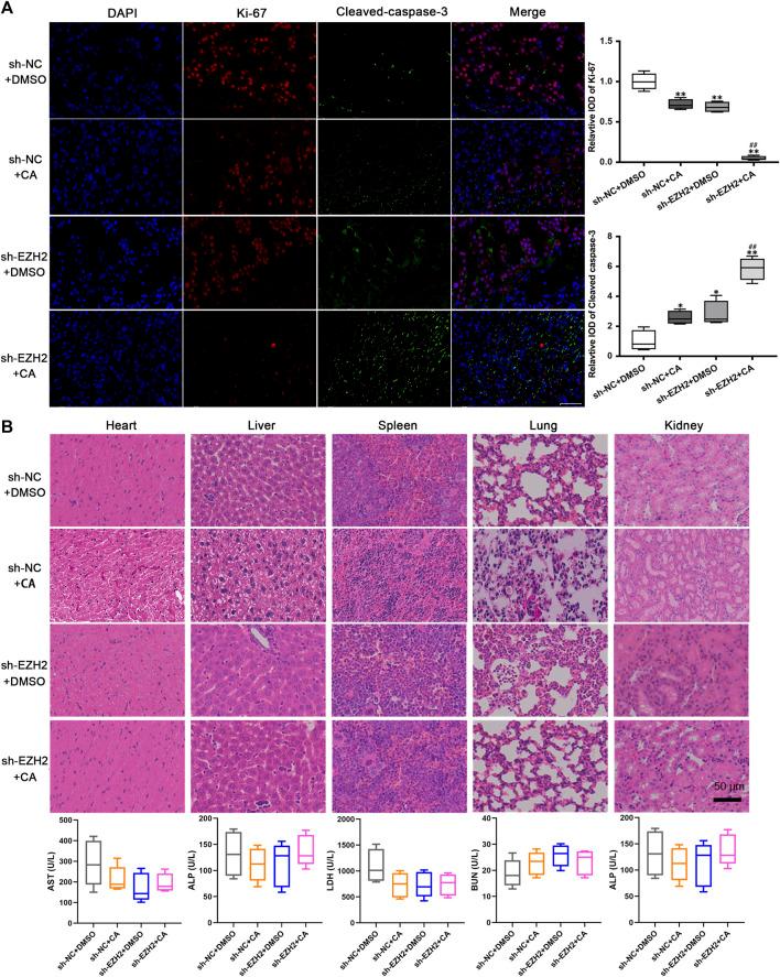 https://cdn.ncbi.nlm.nih.gov/pmc/blobs/5341/10803536/a9a5b24e5a15/fphar-14-1326245-g006.jpg
