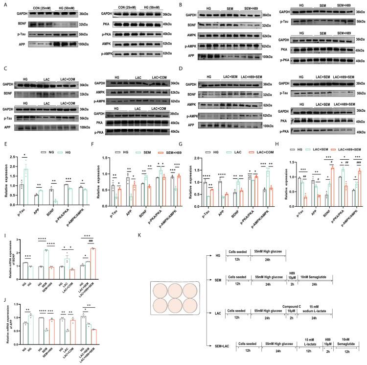 https://cdn.ncbi.nlm.nih.gov/pmc/blobs/5341/12109977/89bcecbcbc14/brainsci-15-00480-g006.jpg