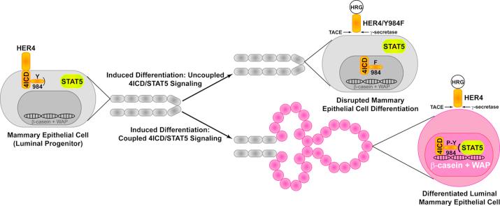 https://cdn.ncbi.nlm.nih.gov/pmc/blobs/5342/5613636/51ef55046137/fx1.jpg