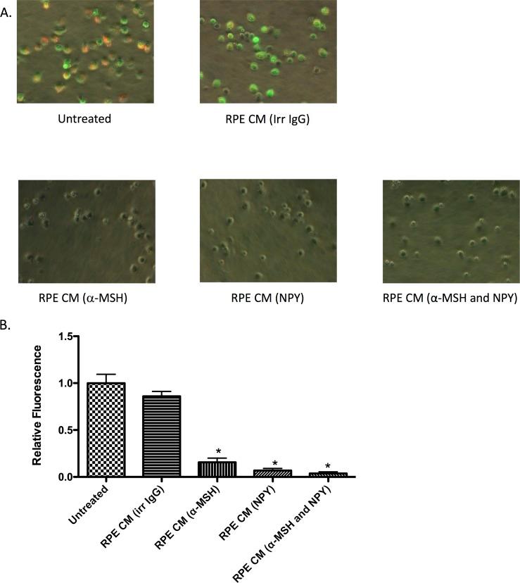 https://cdn.ncbi.nlm.nih.gov/pmc/blobs/5344/5341620/3790cb120c5e/i1552-5783-58-2-1266-f03.jpg