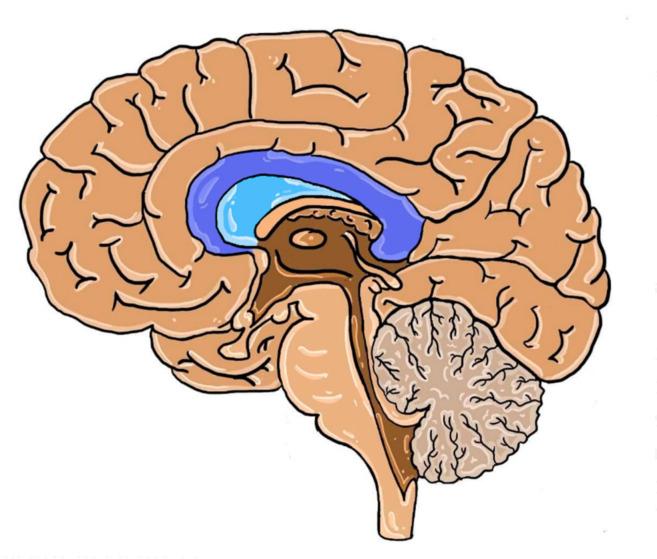 https://cdn.ncbi.nlm.nih.gov/pmc/blobs/5347/7565833/6f254f30db58/brainsci-10-00625-g003.jpg