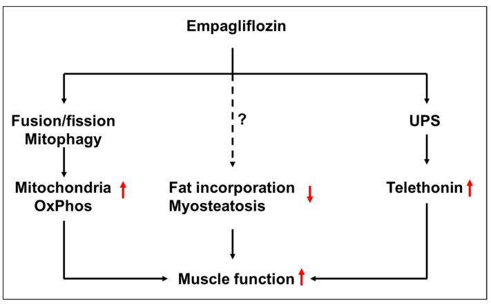 https://cdn.ncbi.nlm.nih.gov/pmc/blobs/5347/9570453/21e3e26c6205/ijms-23-10989-g009.jpg