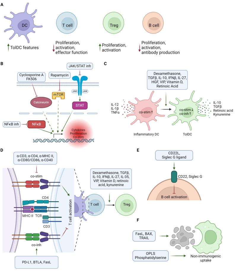 https://cdn.ncbi.nlm.nih.gov/pmc/blobs/534a/11695319/642043a4ade3/fimmu-15-1494499-g001.jpg