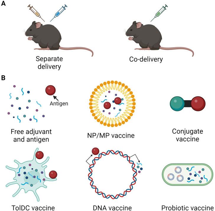 https://cdn.ncbi.nlm.nih.gov/pmc/blobs/534a/11695319/7233db23078e/fimmu-15-1494499-g002.jpg