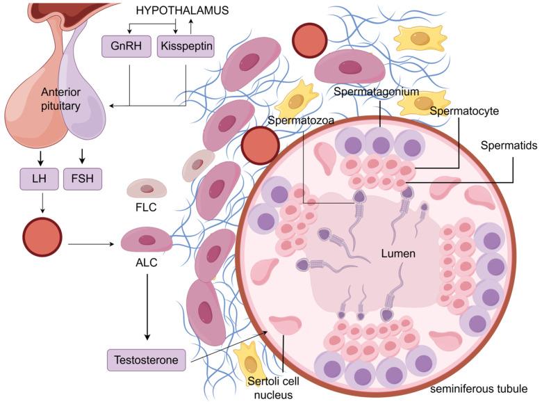 https://cdn.ncbi.nlm.nih.gov/pmc/blobs/534a/12027374/4089f7c2a85d/ijms-26-03548-g001.jpg