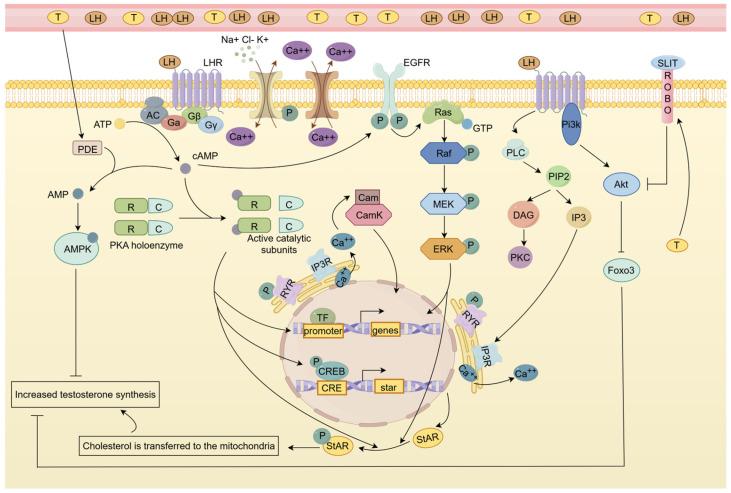 https://cdn.ncbi.nlm.nih.gov/pmc/blobs/534a/12027374/6b011dc049e1/ijms-26-03548-g003.jpg