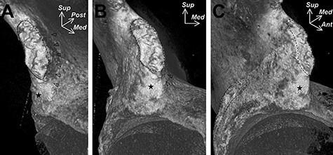 https://cdn.ncbi.nlm.nih.gov/pmc/blobs/534c/8826026/02032972d1f7/hnab057f3.jpg