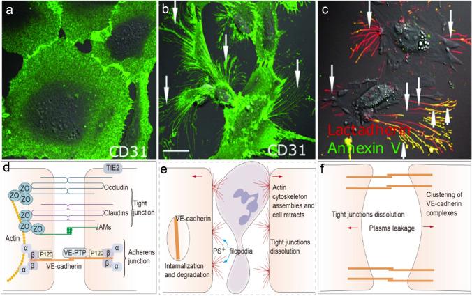 https://cdn.ncbi.nlm.nih.gov/pmc/blobs/534f/10134732/4467181cd934/10456_2023_9878_Fig1_HTML.jpg