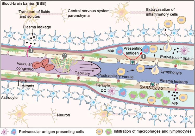 https://cdn.ncbi.nlm.nih.gov/pmc/blobs/534f/10134732/c37ef4302024/10456_2023_9878_Fig3_HTML.jpg