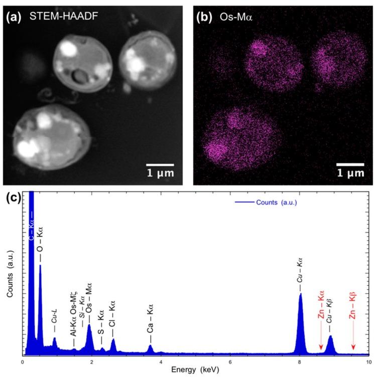 https://cdn.ncbi.nlm.nih.gov/pmc/blobs/5351/7075296/0fe851ece5ad/nanomaterials-10-00227-g008.jpg
