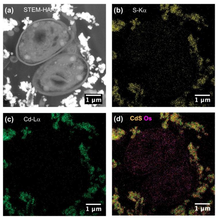 https://cdn.ncbi.nlm.nih.gov/pmc/blobs/5351/7075296/abdc86a4f6da/nanomaterials-10-00227-g013.jpg