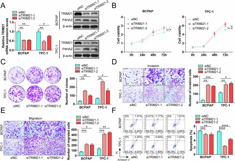 https://cdn.ncbi.nlm.nih.gov/pmc/blobs/5353/12084645/56686e0cde0c/41419_2025_7702_Fig8_HTML.jpg