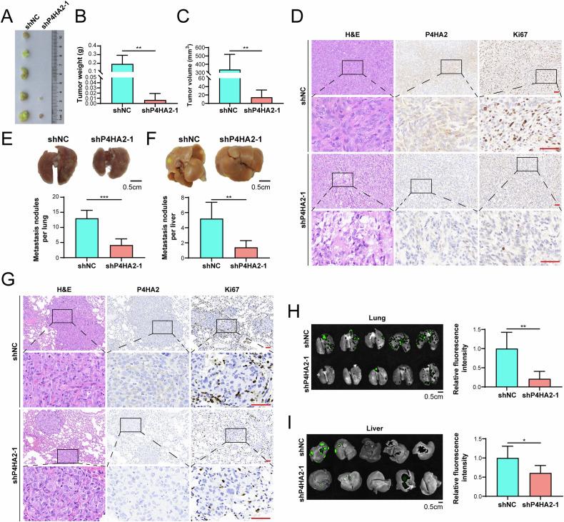 https://cdn.ncbi.nlm.nih.gov/pmc/blobs/5353/12084645/99e3dc3c0400/41419_2025_7702_Fig5_HTML.jpg