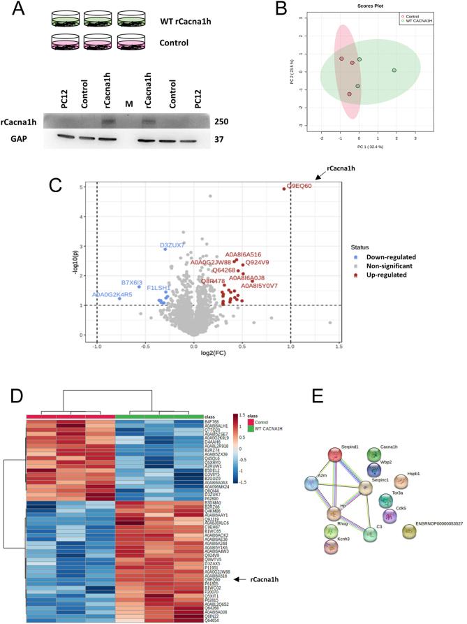 https://cdn.ncbi.nlm.nih.gov/pmc/blobs/535a/11301417/456708733628/ERC-23-0061fig5.jpg