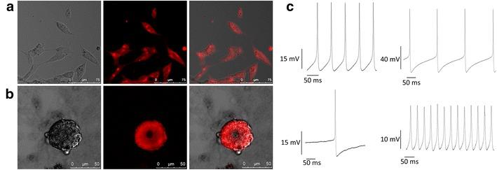 https://cdn.ncbi.nlm.nih.gov/pmc/blobs/535a/4867999/77ee9147e5cf/12951_2016_190_Fig5_HTML.jpg