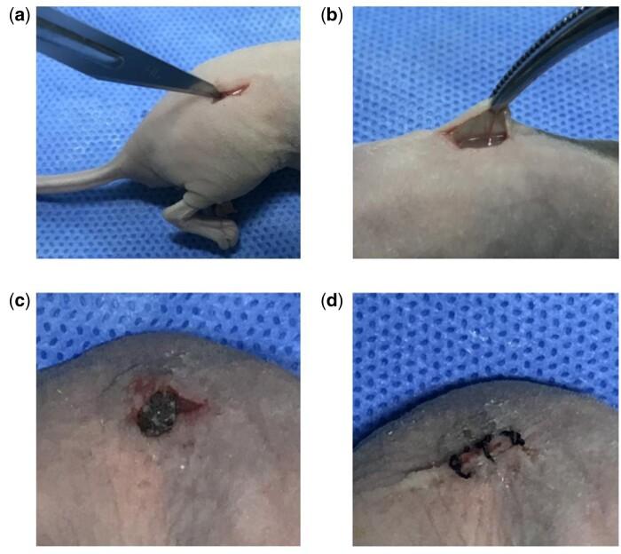https://cdn.ncbi.nlm.nih.gov/pmc/blobs/535a/8481010/3d59df0711be/rbab051f2.jpg