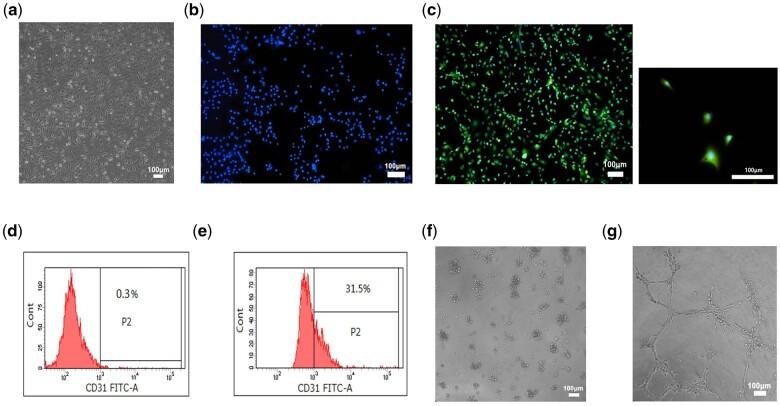 https://cdn.ncbi.nlm.nih.gov/pmc/blobs/535a/8481010/d10528d9fb22/rbab051f6.jpg