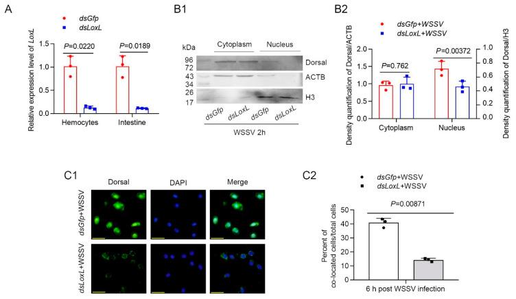 https://cdn.ncbi.nlm.nih.gov/pmc/blobs/535b/9500624/0e805c3615a7/viruses-14-02072-g004.jpg
