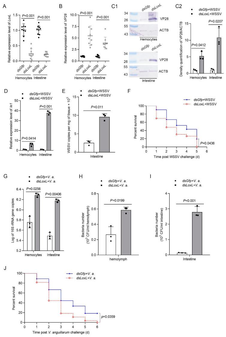https://cdn.ncbi.nlm.nih.gov/pmc/blobs/535b/9500624/67f07775815b/viruses-14-02072-g002.jpg