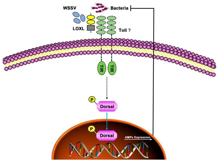 https://cdn.ncbi.nlm.nih.gov/pmc/blobs/535b/9500624/a7753a1fed8c/viruses-14-02072-g009.jpg