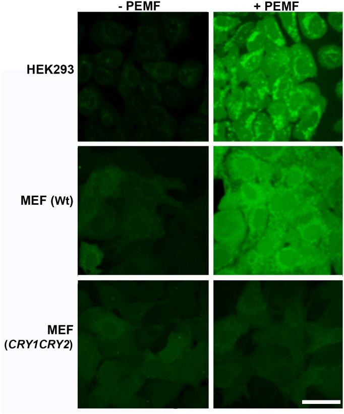 https://cdn.ncbi.nlm.nih.gov/pmc/blobs/535d/6168118/a0de2d6994c3/pbio.2006229.g003.jpg