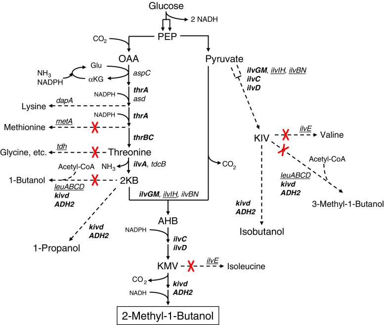 https://cdn.ncbi.nlm.nih.gov/pmc/blobs/5363/7419481/39546ab4179b/253_2008_1631_Fig1_HTML.jpg