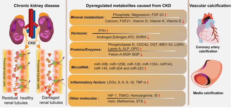 https://cdn.ncbi.nlm.nih.gov/pmc/blobs/5364/9116919/e10979d17f12/AD-13-3-673-g3.jpg