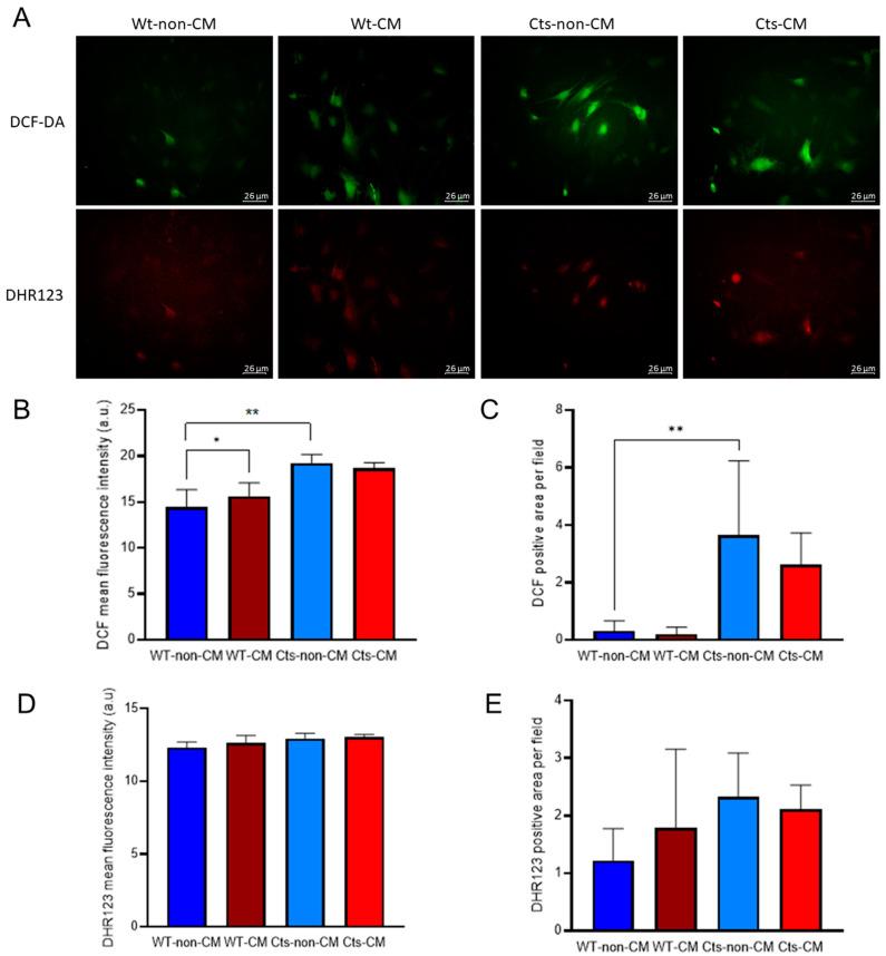 https://cdn.ncbi.nlm.nih.gov/pmc/blobs/5366/10526886/923dc45669b4/biomolecules-13-01419-g004.jpg