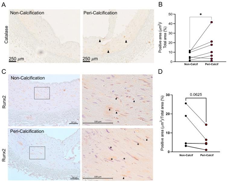 https://cdn.ncbi.nlm.nih.gov/pmc/blobs/5366/10526886/c24e47f9a024/biomolecules-13-01419-g001.jpg