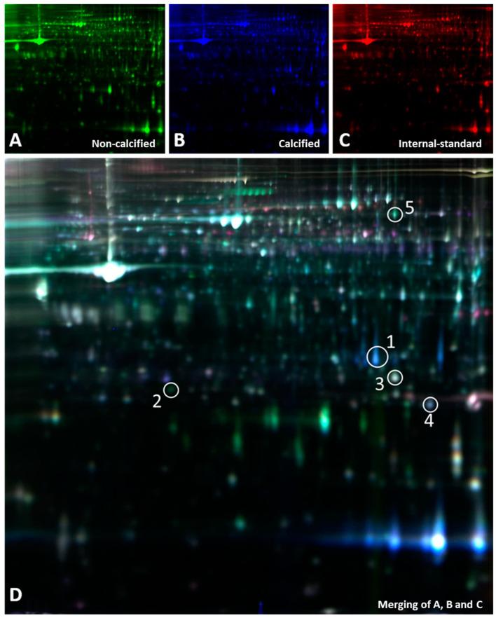 https://cdn.ncbi.nlm.nih.gov/pmc/blobs/5366/10526886/c3fd2999c709/biomolecules-13-01419-g002.jpg