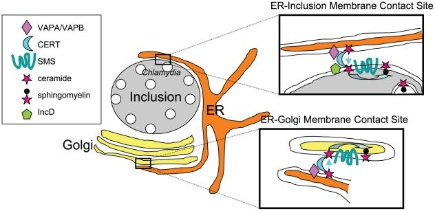 https://cdn.ncbi.nlm.nih.gov/pmc/blobs/5368/3164641/0979337f0f39/ppat.1002208.g001.jpg