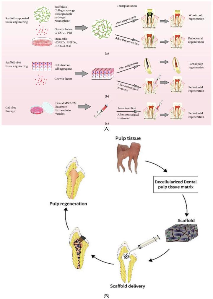 https://cdn.ncbi.nlm.nih.gov/pmc/blobs/536a/12157830/5d8813eb66e9/polymers-17-01475-g001.jpg
