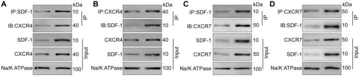 https://cdn.ncbi.nlm.nih.gov/pmc/blobs/536b/11761003/04b752537c8c/JCMM-29-e70352-g005.jpg