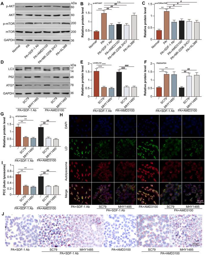 https://cdn.ncbi.nlm.nih.gov/pmc/blobs/536b/11761003/33a1f16b0a03/JCMM-29-e70352-g003.jpg