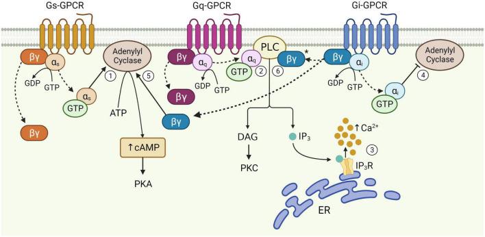 https://cdn.ncbi.nlm.nih.gov/pmc/blobs/536c/10083367/6327ced46e92/fncel-17-1159756-g001.jpg