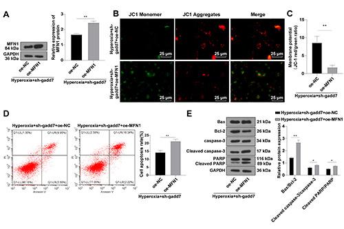 https://cdn.ncbi.nlm.nih.gov/pmc/blobs/536d/10277814/968a9c6dd95b/ejh-67-2-3535-g005.jpg