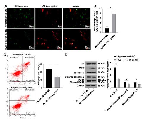 https://cdn.ncbi.nlm.nih.gov/pmc/blobs/536d/10277814/ff5ad44483c6/ejh-67-2-3535-g004.jpg
