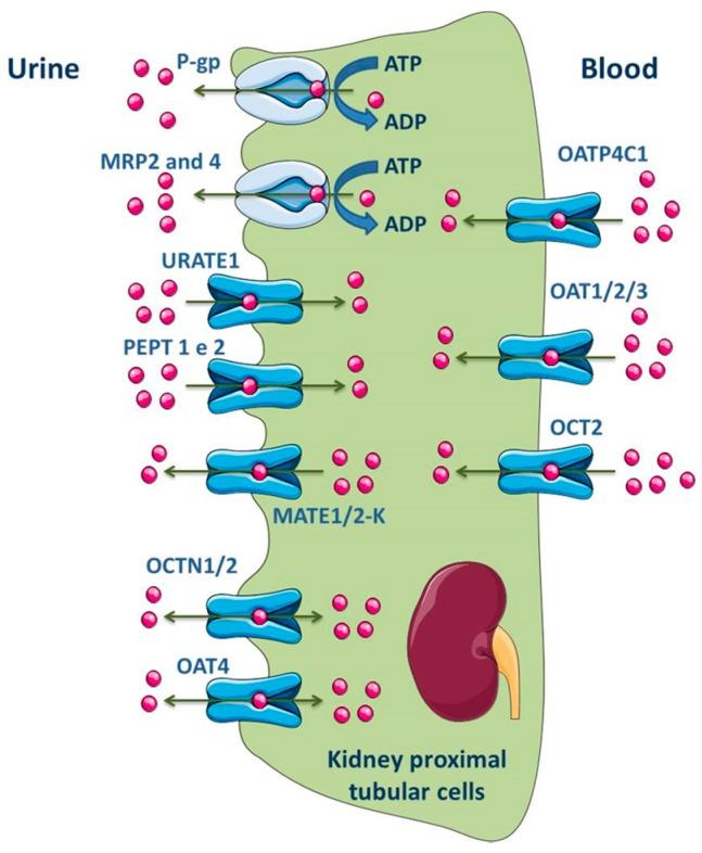 https://cdn.ncbi.nlm.nih.gov/pmc/blobs/5370/6153761/65ebafbf4b66/molecules-22-00600-g006.jpg