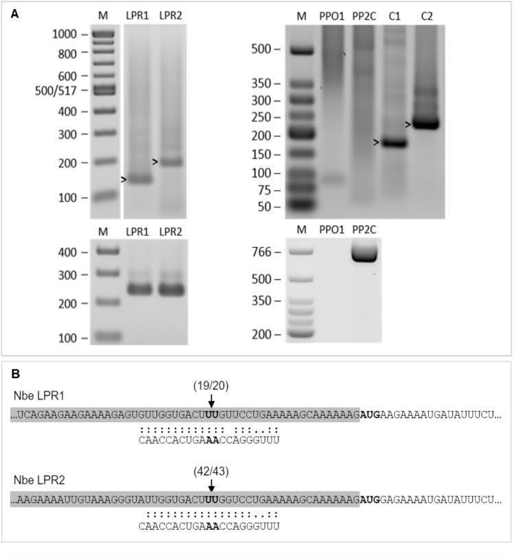https://cdn.ncbi.nlm.nih.gov/pmc/blobs/5373/11706861/caf10184ca29/425_2024_4596_Fig7_HTML.jpg