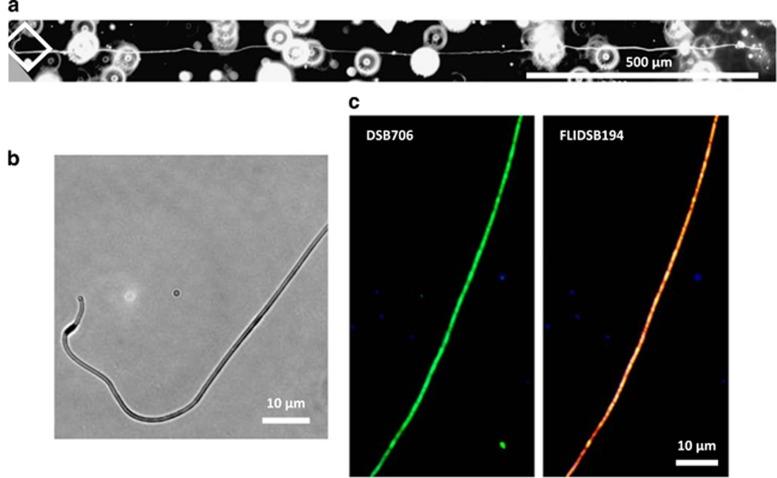 https://cdn.ncbi.nlm.nih.gov/pmc/blobs/5377/5029170/ad61134202fd/ismej2015250f2.jpg