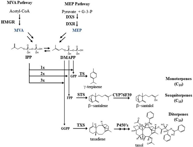 https://cdn.ncbi.nlm.nih.gov/pmc/blobs/537c/4364152/95795a06da11/fpls-06-00129-g0001.jpg